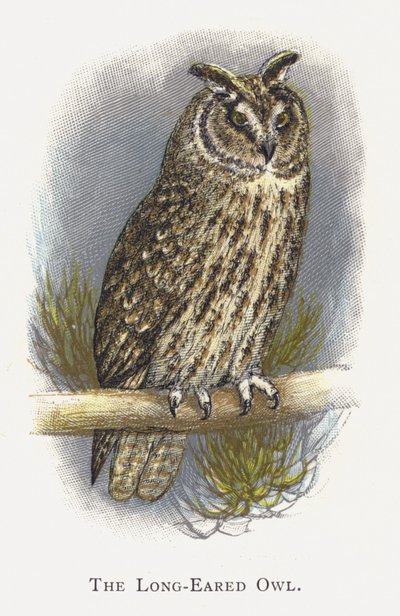 Uzun Kulaklı Baykuş by Alexander Francis Lydon